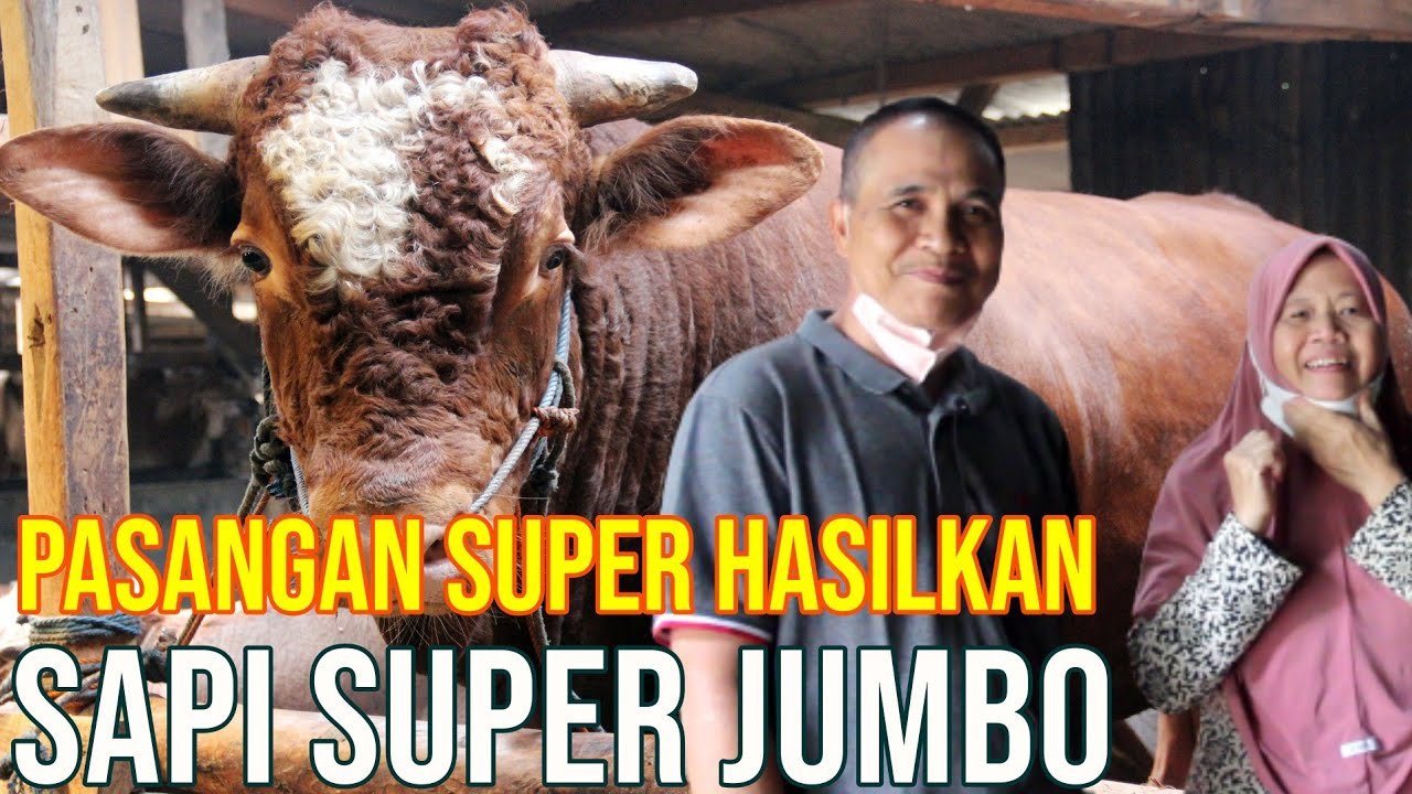 
                                 Tips-Memelihara-Sapi-Super-Jumbo-1-Ton-Up